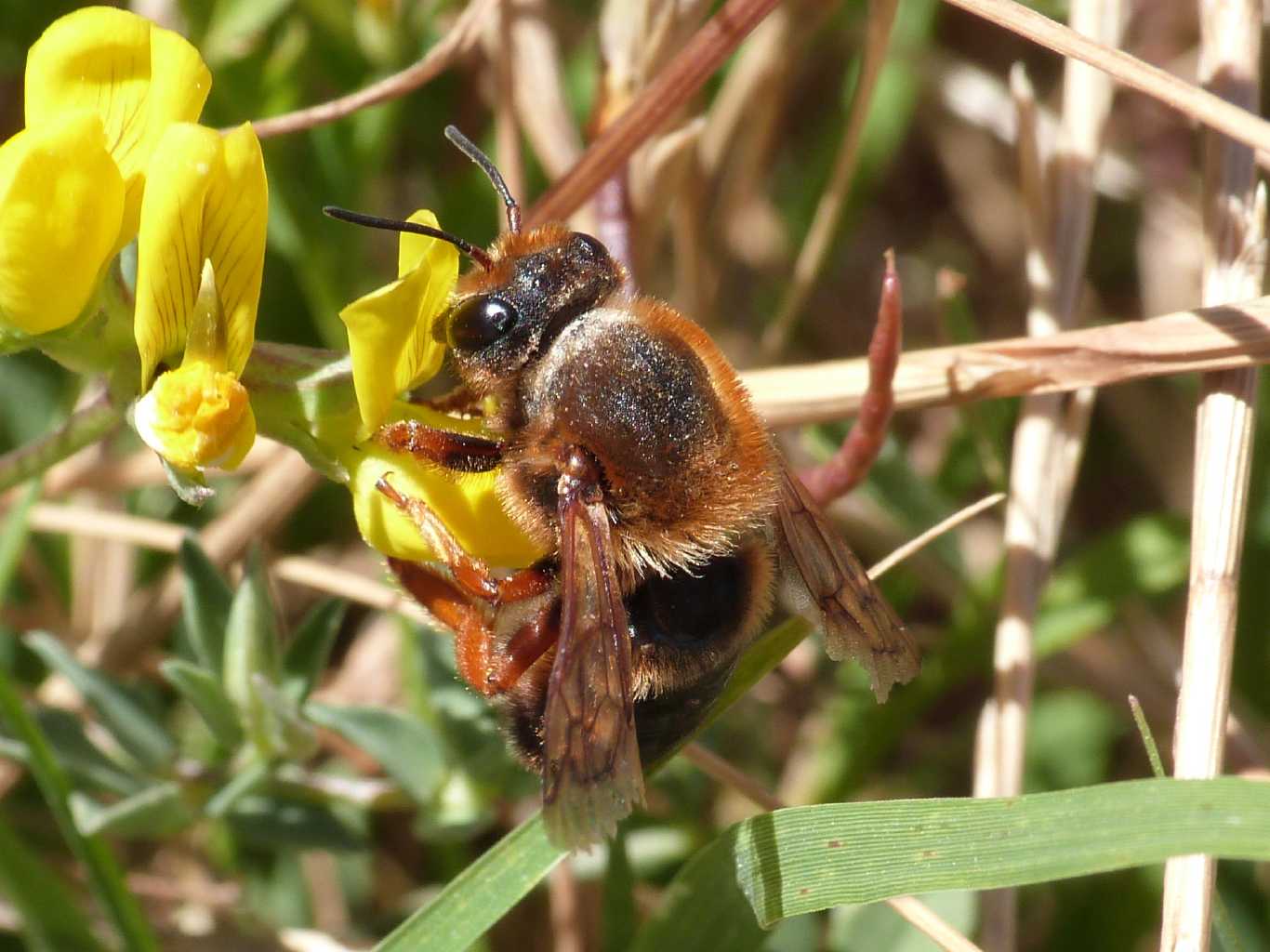 Vecchio Chalicodoma sicula?